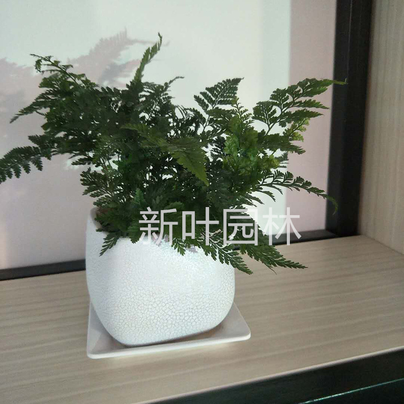 小文草