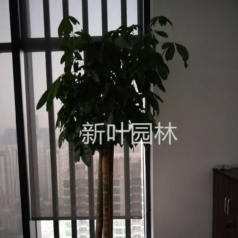 多杆发财树