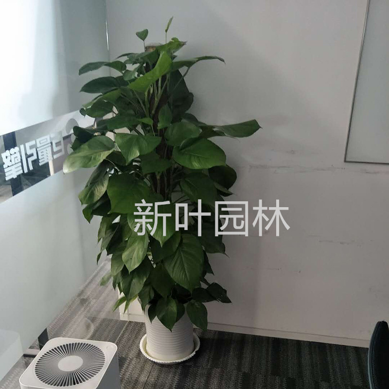 绿萝柱