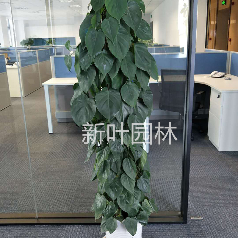 青苹果