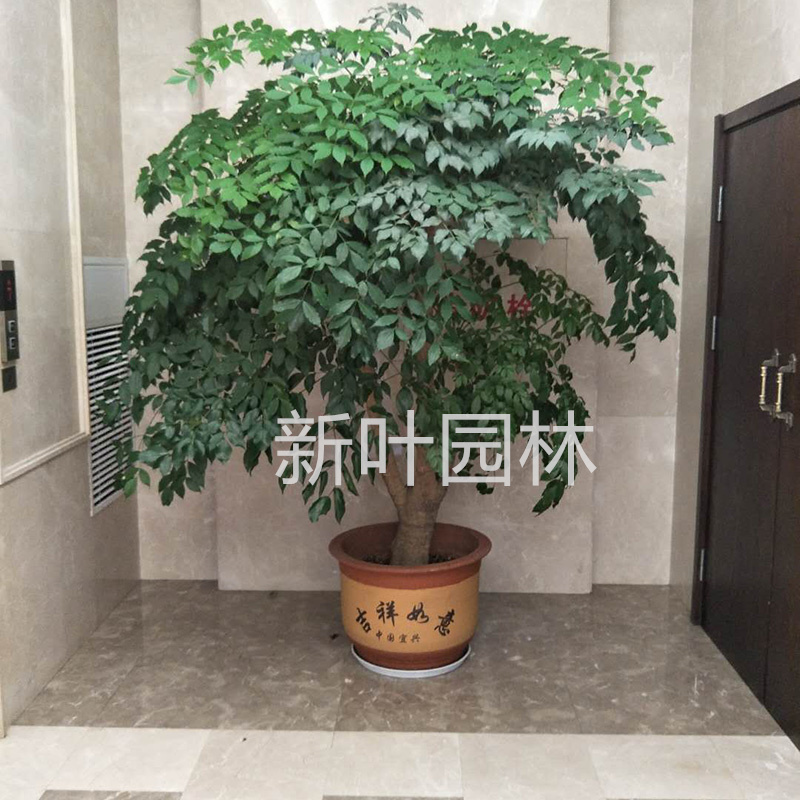 特大幸福树