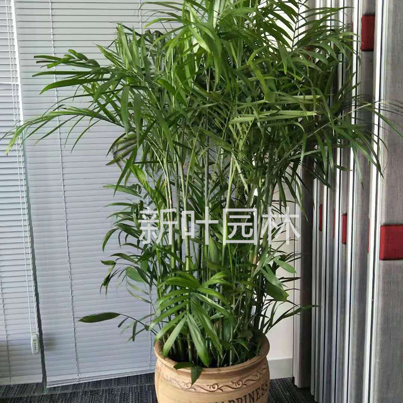 夏威夷竹